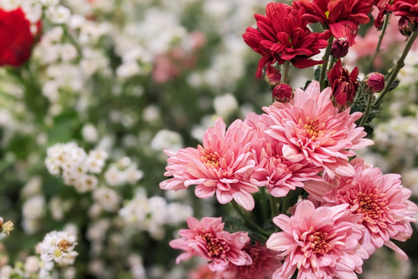 Ruta Especial Todos los Santos en Móstoles: Flores para recordar