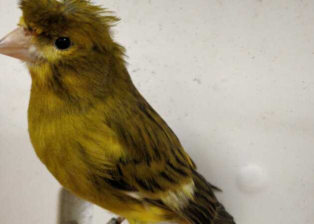 Galería de imágenes Fauna Uroboros 1