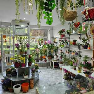 Foto de portada FLORISTERÍA PRIMAVERA